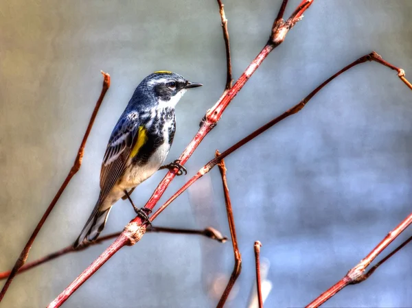 Warbler giallo-rumped in alta gamma dinamica — Foto Stock