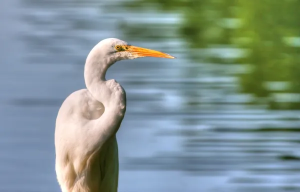 Great Egret in High Dynamic Range — Stock Photo, Image