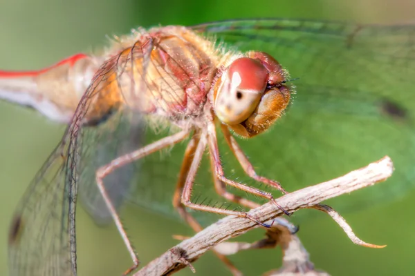 Gemeine Darter Libelle im hohen Dynamikbereich — Stockfoto