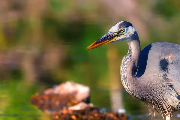 Grand Héron Pêche dans la gamme dynamique élevée — Photo