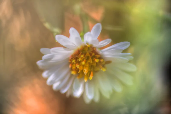 Beautiful soft Daisy in HDR High Dynamic Range — Stock Photo, Image