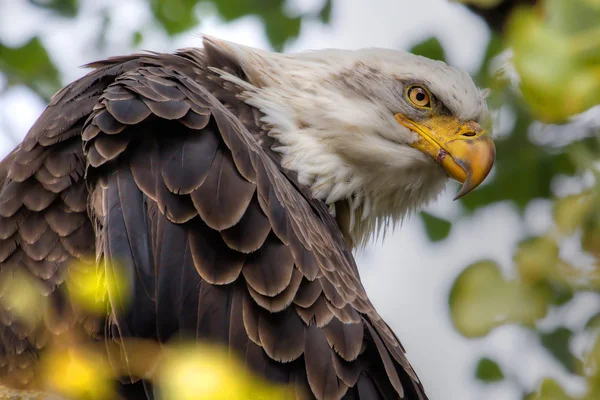 Águila calva americana en HDR de alto rango dinámico — Foto de Stock