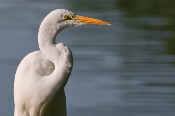 Μεγάλος egret — Φωτογραφία Αρχείου