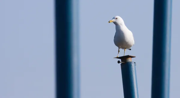 Möwe auf einem Steg — Stockfoto