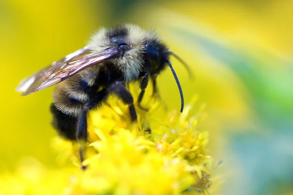 Golden Northern Bumblebee — Stock Photo, Image