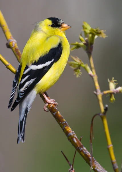 Goldfinch Perched — Stock Photo, Image