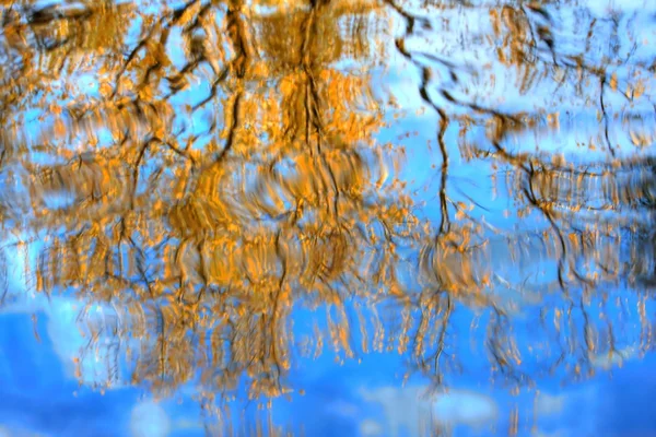 Tree Reflections in HDR — Stock Photo, Image