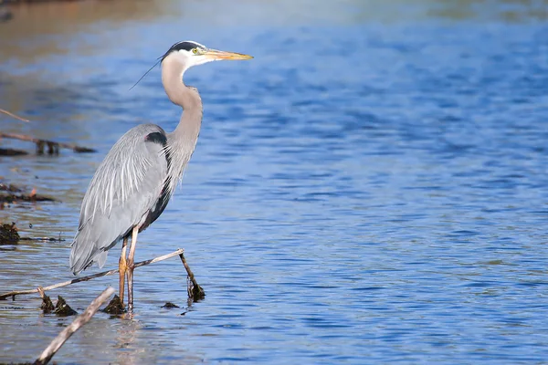 Great blue heron fiske i hdr — Stockfoto