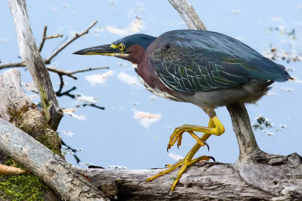 Green heron fiske i hdr — Stockfoto