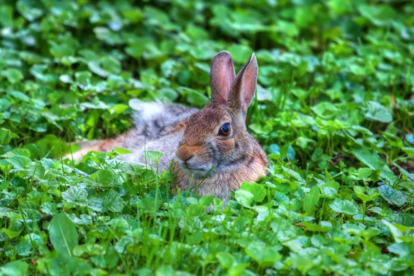 Jack Rabbit en HDR — Photo