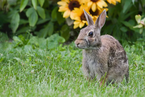 Jack rabbit ve çiçekler HDR