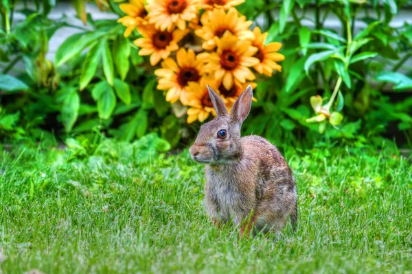 Jack Lapin et les fleurs en hdr — Photo