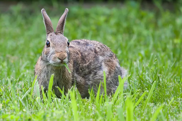 Jacka królika jeść w hdr — Zdjęcie stockowe