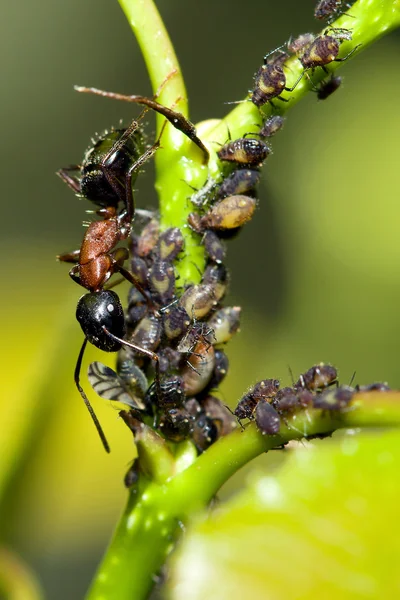 Býk mravenec v hdr — Stock fotografie