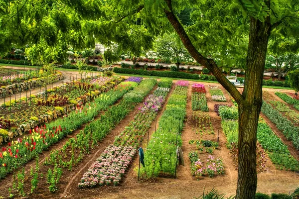 Pépinière de fleurs en HDR — Photo