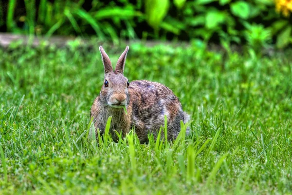 Coniglio femmina dalla coda nera in HDR — Foto Stock