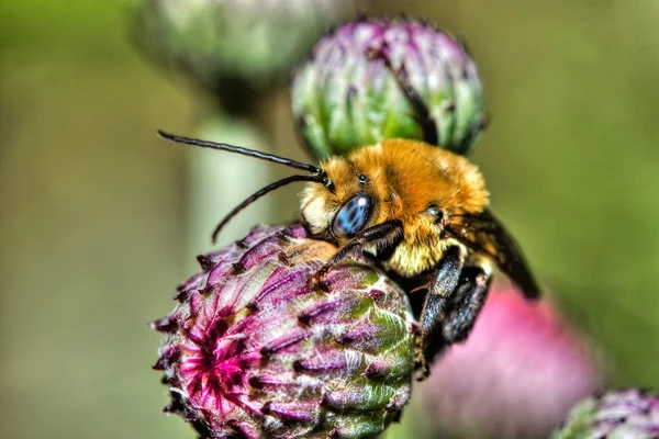 Färgglada biet i hdr — Stockfoto