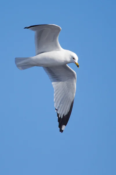 Uma gaivota, voando no céu azul — Fotografia de Stock
