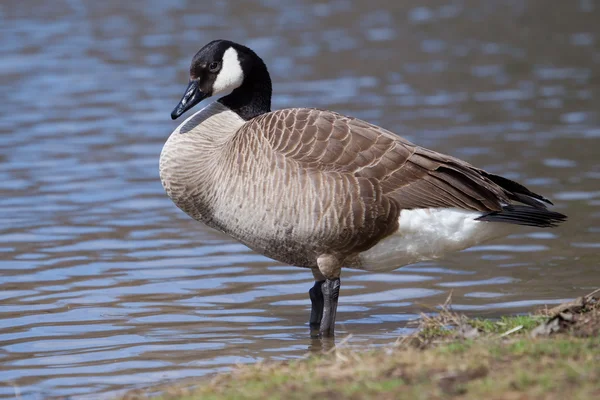 Canadese gans staande — Stockfoto