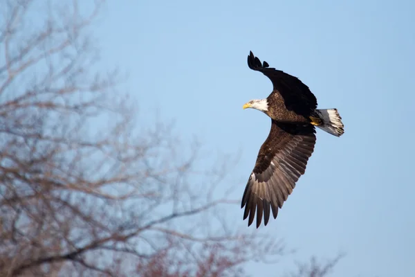 Águila calva americana en vuelo —  Fotos de Stock