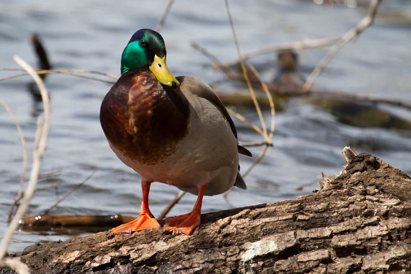 Manliga gräsand — Stockfoto