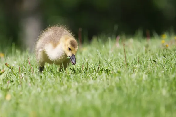 Kanada Kazı gosling çimenlerin üzerinde yürüyüş — Stok fotoğraf