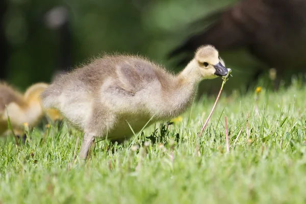 カナダのガチョウ ゴスリングは草の上を歩く — ストック写真