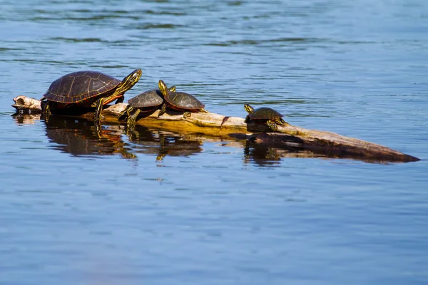 Bemalte Schildkröten sonnen sich in der Sonne. — Stockfoto