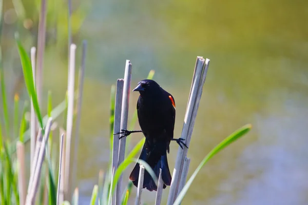 Ala Roja Blackbird en cola de gato — Foto de Stock