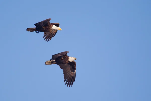 飛行中の 2 つのアメリカ白頭ワシ — ストック写真