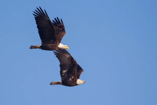 Twee Amerikaanse bald eagles tijdens de vlucht — Stockfoto