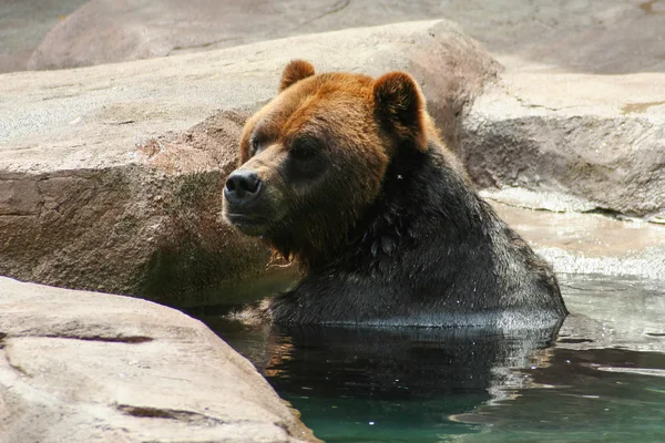 Grizzly- (Braun-) Bär — Stockfoto