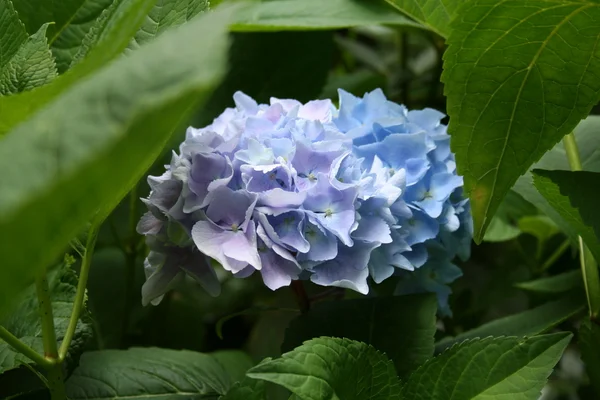 Vacker blommig hortensia i blå färger i hdr — Stockfoto