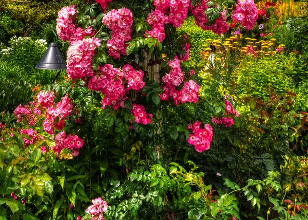 Bellissimo giardino fiorito in HDR — Foto Stock