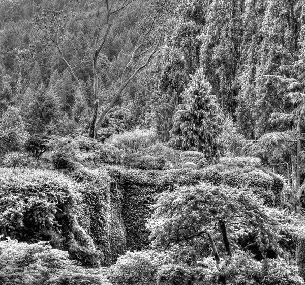 An HDR landscape of a forest and shrubs in B&W — Stock Photo, Image