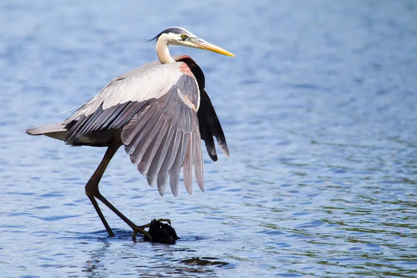 Blaureiher angeln — Stockfoto