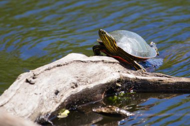 Kaplumbağa sunning boyalı