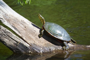 Painted Turtle Sunning clipart