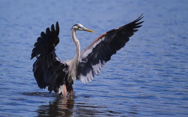 Blauwe reiger visserij — Stockfoto