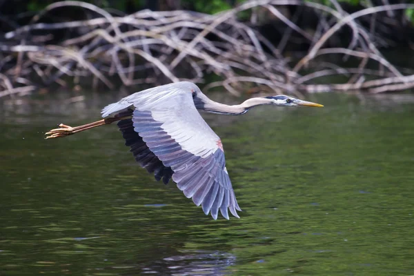 Grote Blauwe reiger tijdens de vlucht — Stockfoto