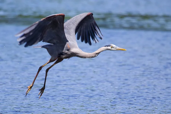 Store blå Heron på vingene – stockfoto