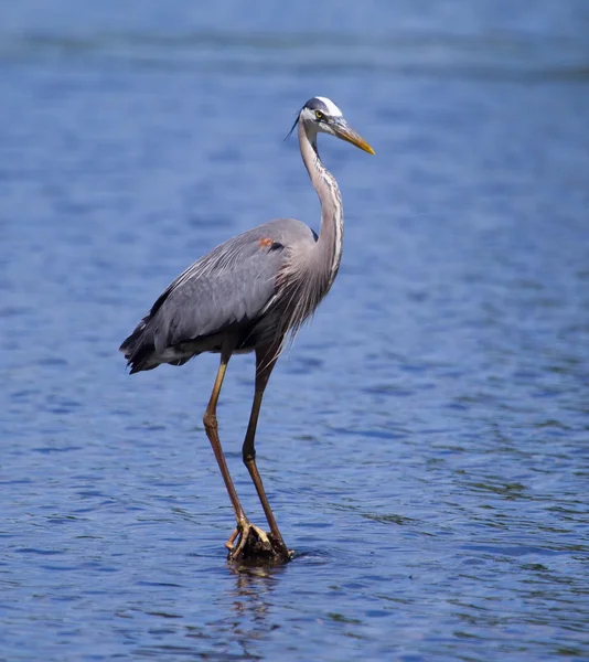 Grande pesca Blue Heron — Fotografia de Stock