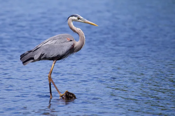 Gran pesca de garza azul —  Fotos de Stock