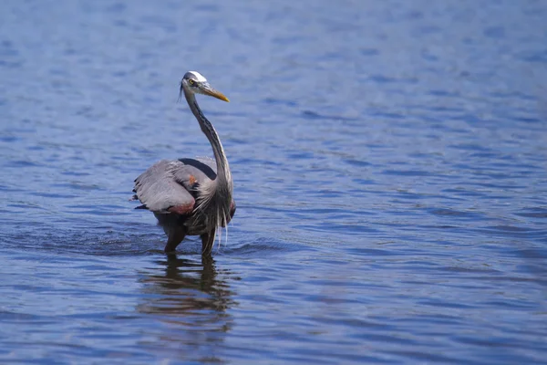 Blaureiher angeln — Stockfoto