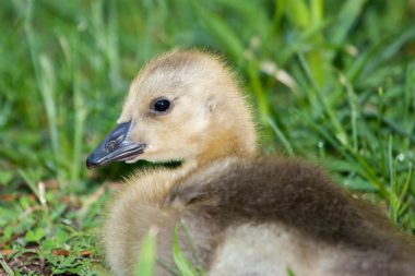 Kanadalı kaz kaz yavrusu