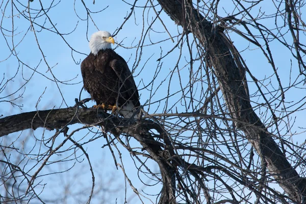 Amerikanischer Weißkopfseeadler — Stockfoto