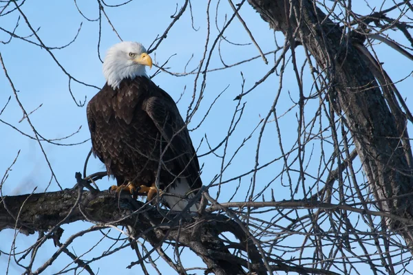 Águia careca americana — Fotografia de Stock