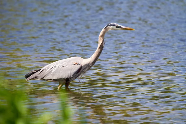 Great Blue Heron fishing — Stock Photo, Image