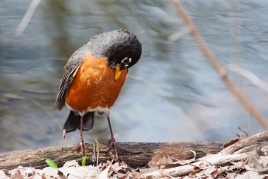 Amerikan robin, turdus migratorius önden görünümü
