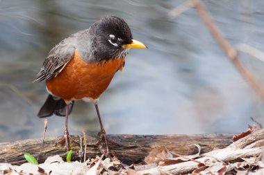 Amerikan robin, turdus migratorius önden görünümü